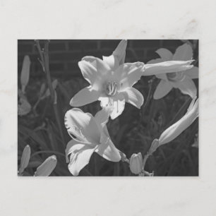 Lillies Vykort