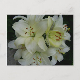 Lillies Vykort