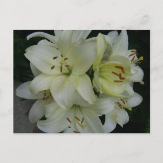 Lillies Vykort