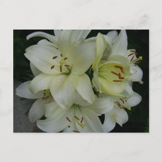 Lillies Vykort (Framsida)