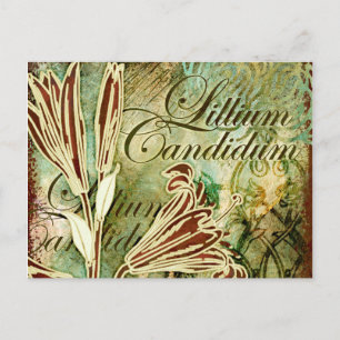 Lillium Candidum Vykort