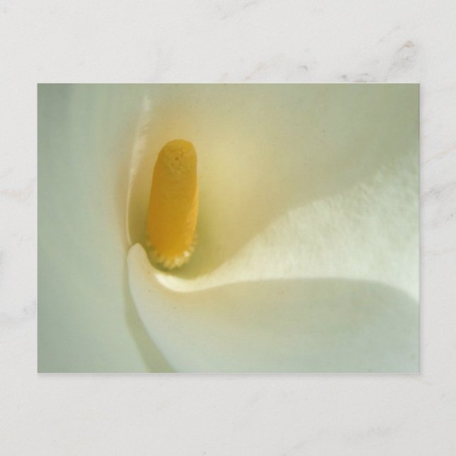 Lilly Center-vykort Vykort (Framsida)