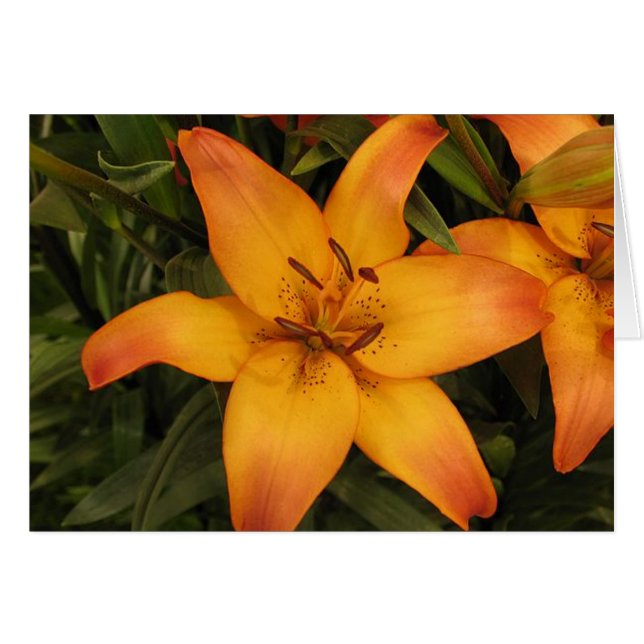 Lilly Hälsning/Note Card Hälsningskort (Framsidan Horizontal)