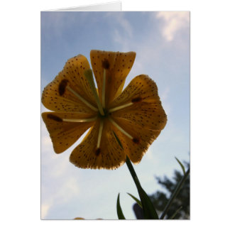 LILLY HÄLSNINGSKORT