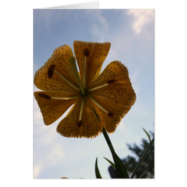 LILLY HÄLSNINGSKORT (Framsidan)