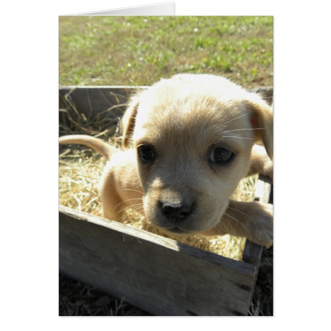 Lilly i en låda hälsningskort (Framsidan)