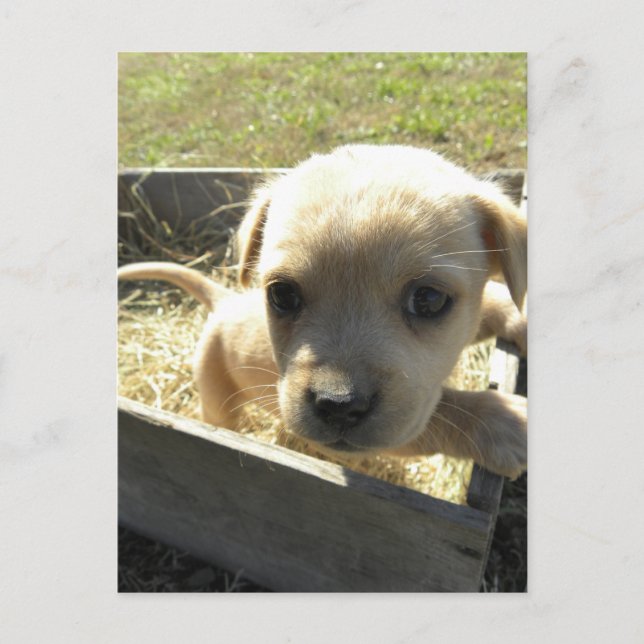 Lilly i en låda vykort (Framsida)