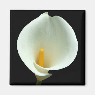 Lilly magnet
