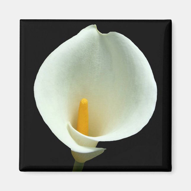 Lilly Magnet (Framsidan)