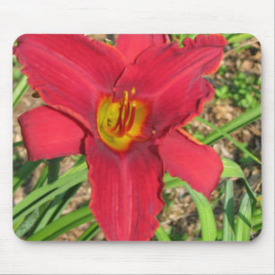lilly musmatta