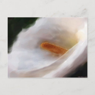Lilly of the Nile Postcard Vykort