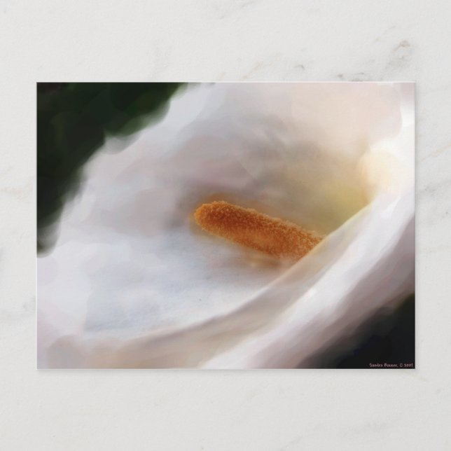 Lilly of the Nile Postcard Vykort (Framsida)