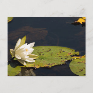 Lilly Pad Vykort