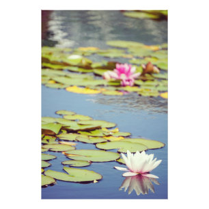 Lilly Pond Flowers Fototryck