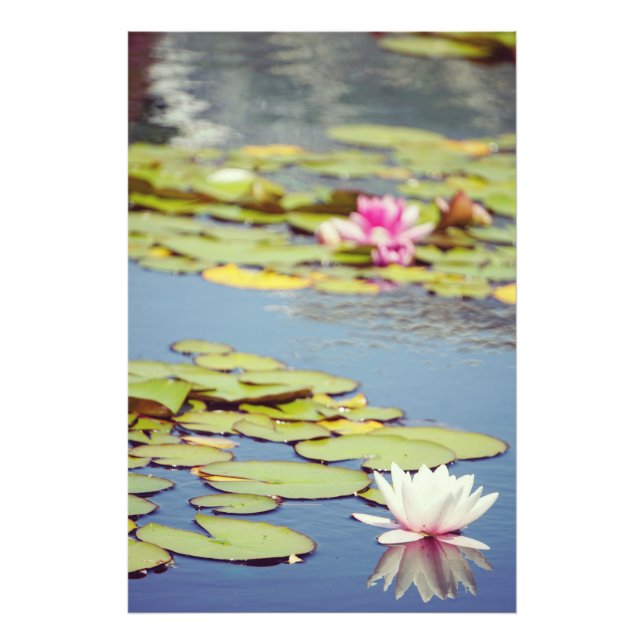 Lilly Pond Flowers Fototryck (Framsidan)