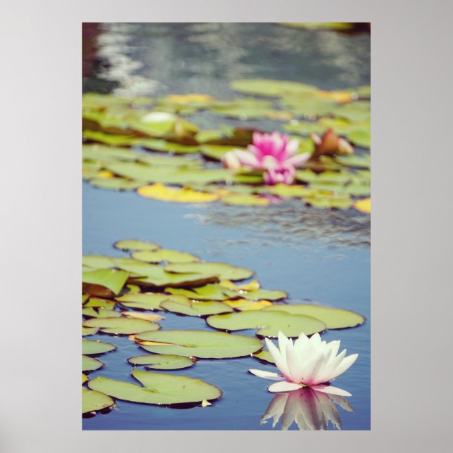 Lilly Pond Flowers Poster (Framsidan)