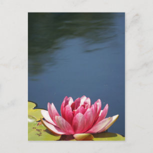Lilly Pond Flowers Vykort
