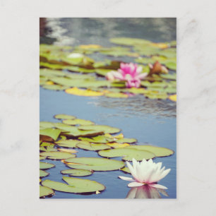 Lilly Pond Flowers Vykort