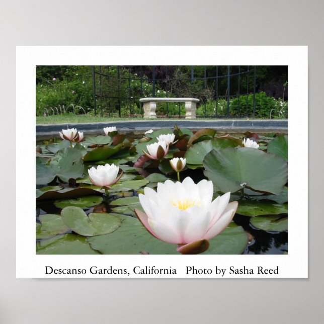 Lilly Pond Poster (Framsidan)