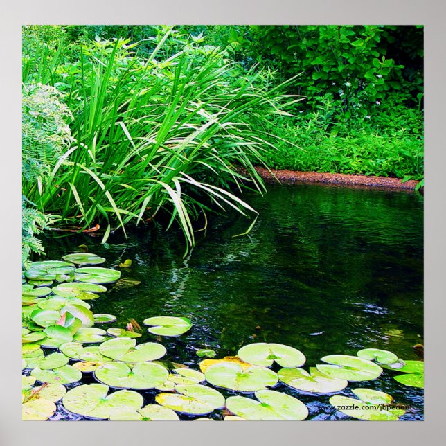 Lilly Pond, www.zazzle.com/jbpeanut Poster (Framsidan)