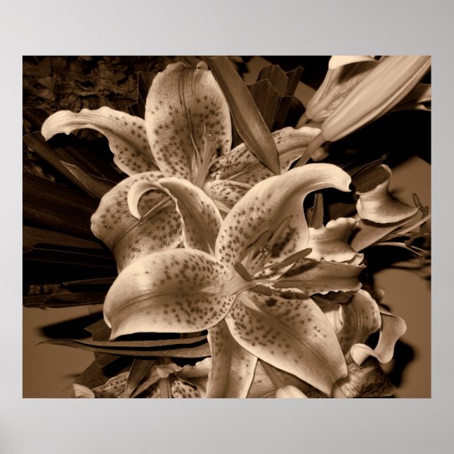 lilly poster (Framsidan)