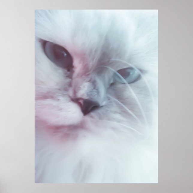 Lilly Poster (Framsidan)