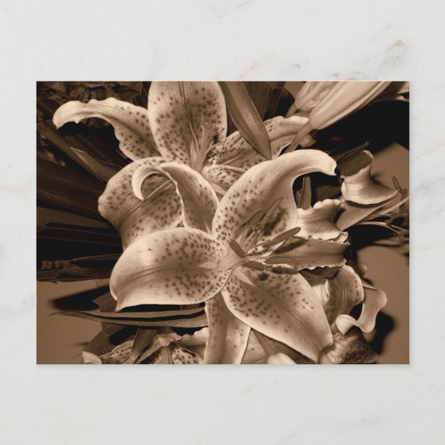 lilly vykort (Framsida)