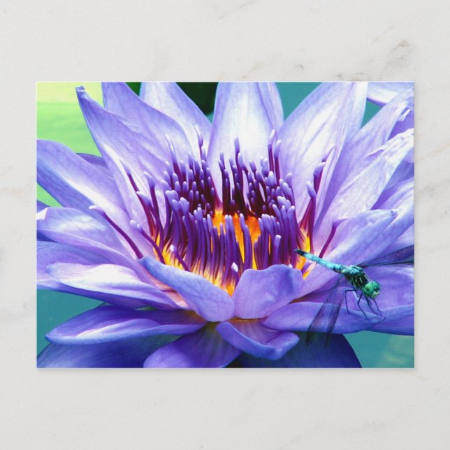 Lilly vykort (Framsida)