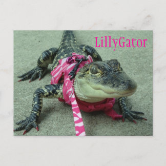 LillyGator Alligator Rädding Postcard Vykort