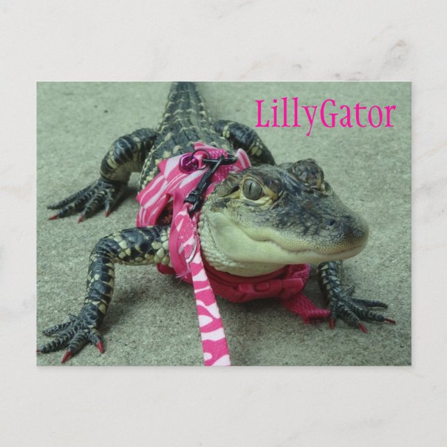 LillyGator Alligator Rädding Postcard Vykort (Framsida)