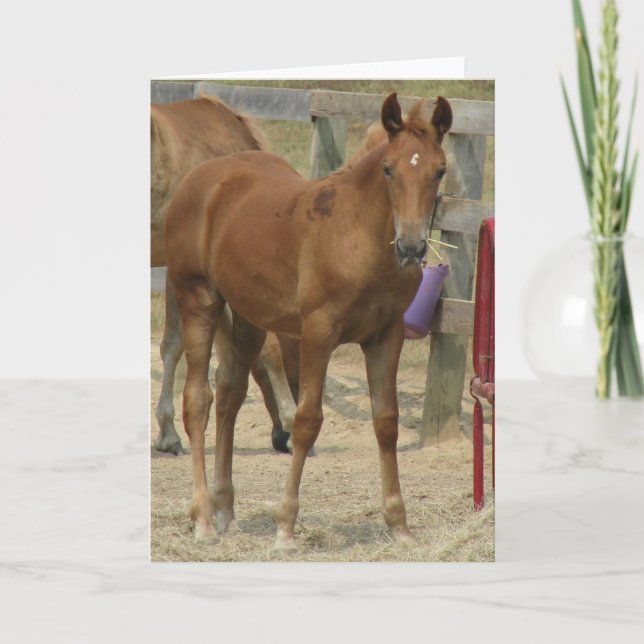 Lil'one Kort (Framsida)