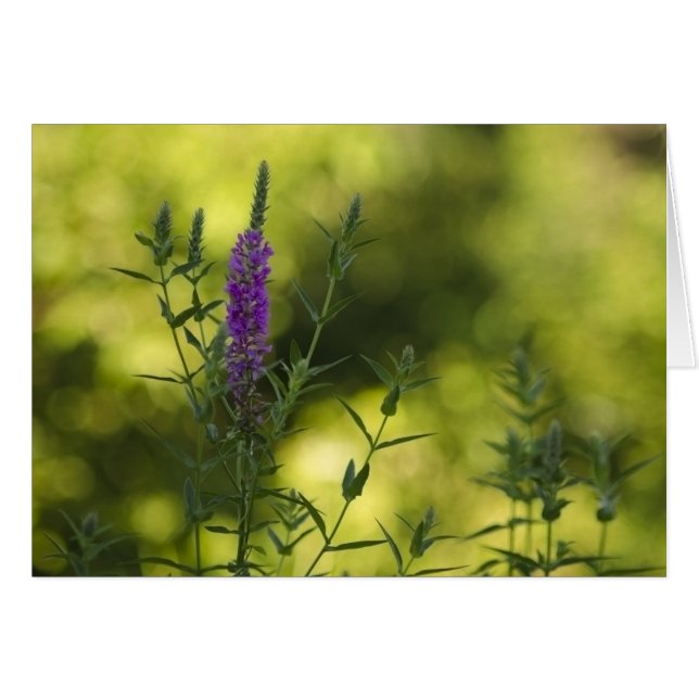 Lilor i guld hälsningskort (Framsidan Horizontal)