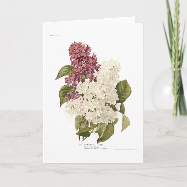 Lilor Kort (Framsida)