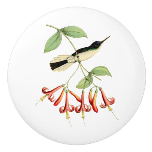 Lilor krönad felik Hummingbird Knopp
