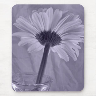 Lilor tonad daisy musmatta