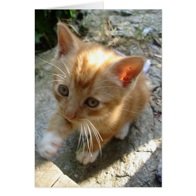 Lil'Red Kitten Hälsningskort (Framsidan)