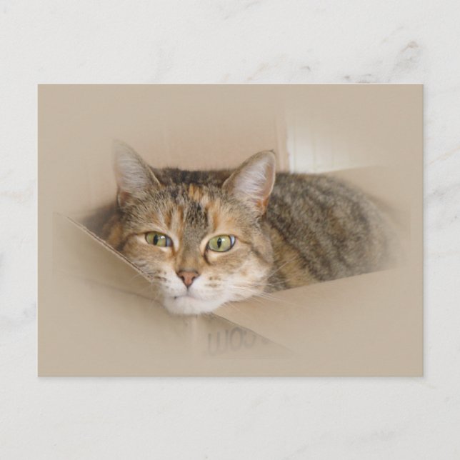 Lily #2 vykort (Framsida)