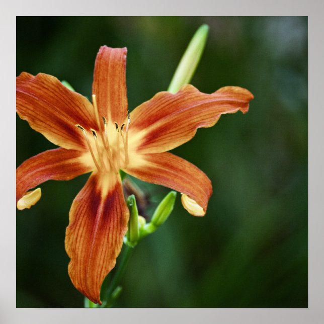 Lily 6588 Print Poster (Framsidan)