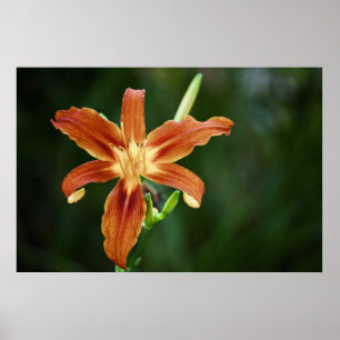 Lily 6588 Skriv ut Poster