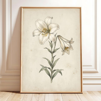 Lily Antik Botanisk Väggkonst