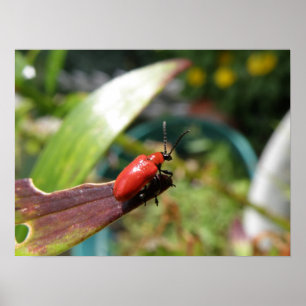 Lily beetle-makro Skriv ut Poster