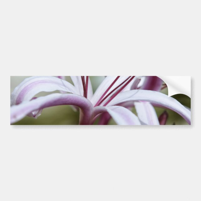 Lily Bildekal (Framsidan)