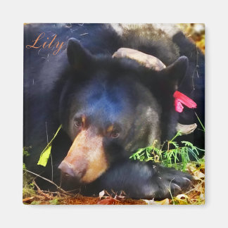 Lily, Black Bear med Rosett band Magnet