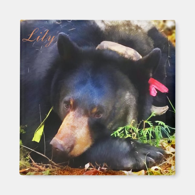 Lily, Black Bear med Rosett band Magnet (Framsidan)