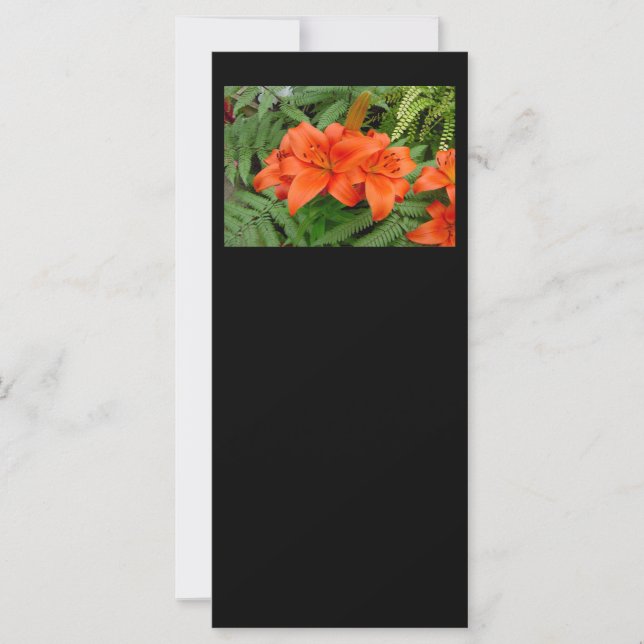 Lily-blomma - Iridescent-orange (Matt 28-30) (Framsida)