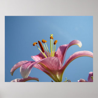 Lily Blommor konsttryck Natur Blommig Blå Himmel Poster