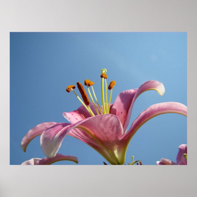 Lily Blommor konsttryck Natur Blommig Blå Himmel Poster (Framsidan)