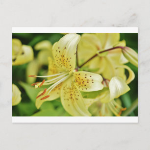 Lily Blooms Bröllopspartier Vykort