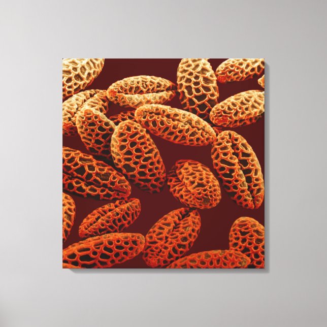 Lily Canvastryck (Framsida)