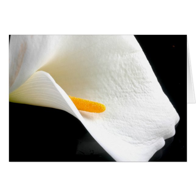 Lily Card Hälsningskort (Framsidan Horizontal)